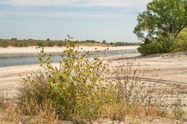 McConaughy Gölü 'nün kumlu plajları, Nebraska' daki North Platte Nehri 'nde bir rezervuar, sonbaharın başlarında ayçiçekleriyle dolu.