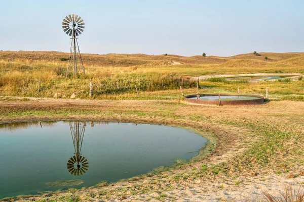 Cattle Drinking Hole Prairie Nebraska Sandhills Fall Morning Scenery Nebraska — Stock Photo, Image