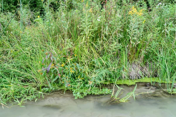 Herbe Fleurs Sauvages Sur Rivage Rivière Dans Les Collines Sable — Photo