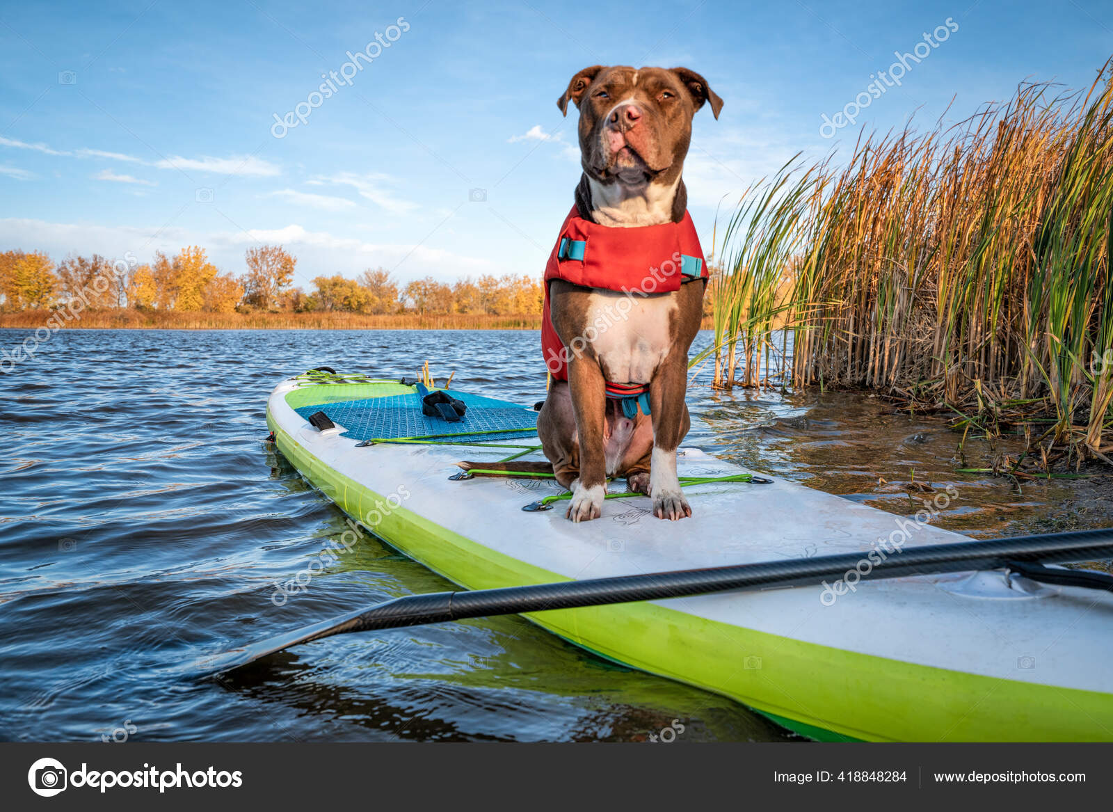 Pit Bull Terrier Dog Life Jacket Inflatable Stand Paddleboard Fall