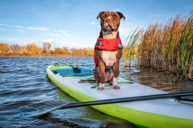 Can yeleği giymiş pitbull terrier köpeği şişirilebilir bir kürek üzerinde Kuzey Colorado 'ya düşer evcil hayvan konseptinle seyahat eder ve tatile çıkarsın.