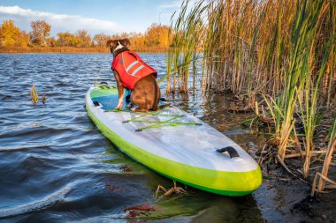 Can yeleği giymiş pitbull terrier köpeği şişirilebilir bir sandalda oturuyor Kuzey Colorado 'da sonbahar manzarası, evcil hayvan konseptinizle seyahat ve tatil