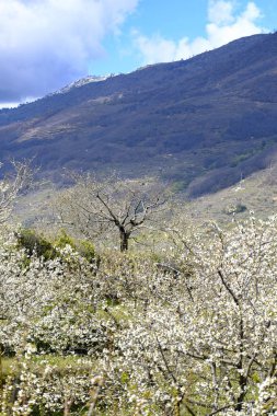 Sırasında İspanya Caceres eyaleti Valle del Jerte baharda çiçeklenme