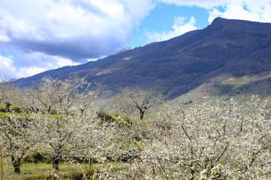 Sırasında İspanya Caceres eyaleti Valle del Jerte baharda çiçeklenme