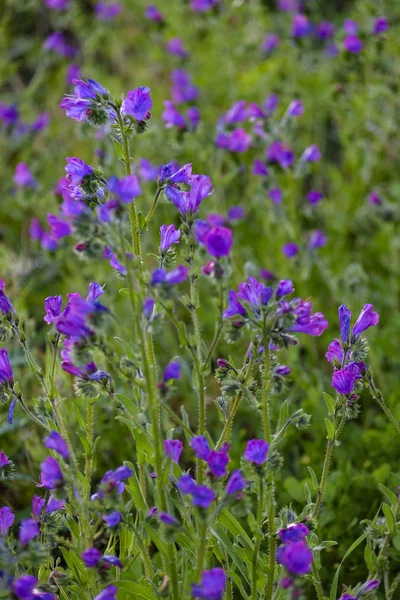 Blütezeit Frühling Valle Del Jerte Der Provinz Caceres Spanien — Stockfoto