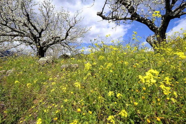 Floração Durante Primavera Valle Del Jerte Província Cáceres Espanha — Fotografia de Stock