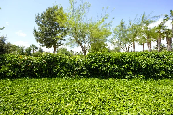 Landscape Green Colors Park Catalonia Photographed Spring — Stock Photo, Image