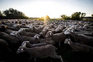 Grup yaylacılıktan yollar Soria İspanya bölgesi boyunca seyahat koyun