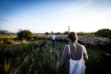 Soria, İspanya - 9 Haziran 2017: Yaylacılıktan yollar Soria İspanya bölgesi boyunca seyahat koyun grubun