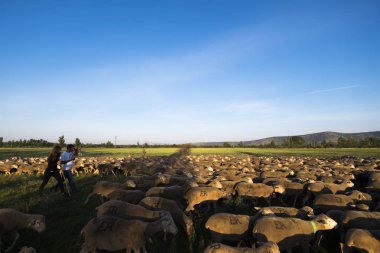 Soria, İspanya - 9 Haziran 2017: Yaylacılıktan yollar Soria İspanya bölgesi boyunca seyahat koyun grubun