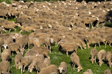 Soria, İspanya - 9 Haziran 2017: Yaylacılıktan yollar Soria İspanya bölgesi boyunca seyahat koyun grubun