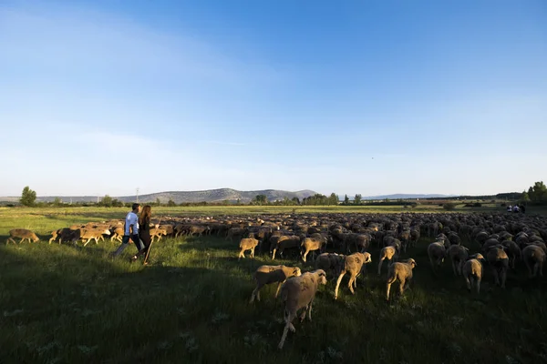 Soria Espanha Junho 2017 Grupo Ovelhas Que Percorrem Estradas Transumância — Fotografia de Stock