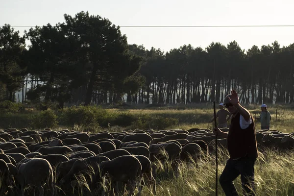 Soria Espanha Junho 2017 Grupo Ovelhas Que Percorrem Estradas Transumância — Fotografia de Stock