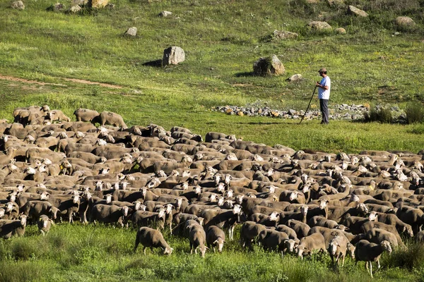 Soria Espanha Junho 2017 Grupo Ovelhas Que Percorrem Estradas Transumância — Fotografia de Stock