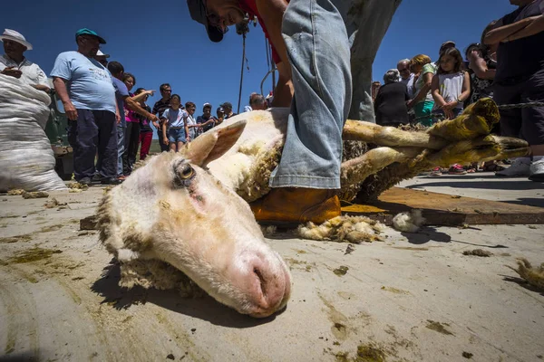 Soria, İspanya - 10 Haziran 2017: Bir küçük kırsal kasaba Soria İspanya, 2017 transhumant koyun rotasında sonundaki Halk Partisi: Soria İspanya küçük bir kasabasında koyun kesme
