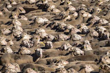 Soria, İspanya - 9 Haziran 2017: son yaylacılıktan rotanın il Soria, ortaçağdan beri yer alır bir yol yapmak koyun sürüleri biri