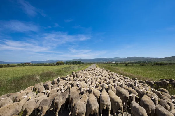 Soria Espanha Junho 2017 Dos Últimos Rebanhos Ovelhas Que Fazem — Fotografia de Stock