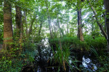 İl Gerona İspanya Avrupa'nın Katalonya Özerk topluluğunda Banolas (Katalanca dilinde Banyoles) bütün gölü çevreleyen yolda manzara