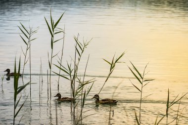Lake Banolas (Katalanca dilinde Banyoles) il Gerona İspanya Avrupa'nın Katalonya Özerk topluluğunda peyzaj