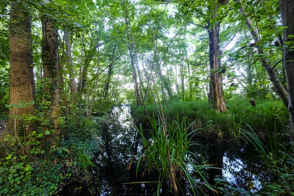 İl Gerona İspanya Avrupa'nın Katalonya Özerk topluluğunda Banolas (Katalanca dilinde Banyoles) bütün gölü çevreleyen yolda manzara