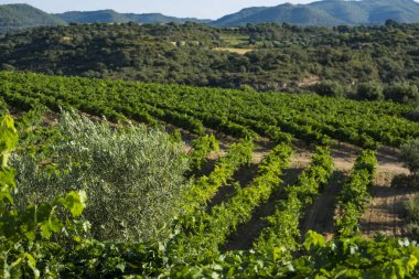 Yaz aylarında Somontano mezhebi Aragon İspanya Avrupa Huesca il içinde şarap bölgesi üzüm bağları