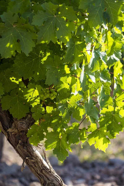 Wijngaarden Zomer Wijnstreek Van Somontano Denominatie Spaanse Provincie Huesca Aragón — Stockfoto