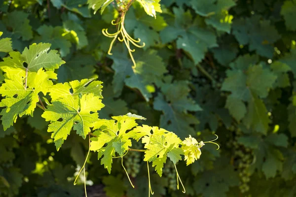 Wijngaarden Zomer Wijnstreek Van Somontano Denominatie Spaanse Provincie Huesca Aragón — Stockfoto