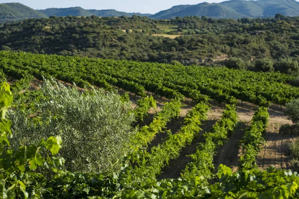 Vineyards during the summer in the wine region of Somontano denomination in the province of Huesca in Aragon Spain Europe