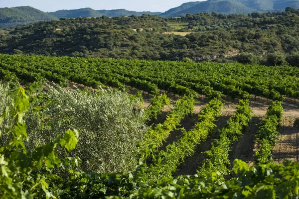 Vineyards during the summer in the wine region of Somontano denomination in the province of Huesca in Aragon Spain Europe