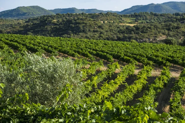 Vinhas Durante Verão Região Vinícola Somontano Denominação Província Huesca Aragão — Fotografia de Stock