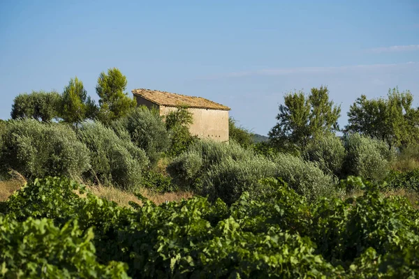 Vineyards Summer Wine Region Somontano Denomination Province Huesca Aragon Spain — Stock Photo, Image