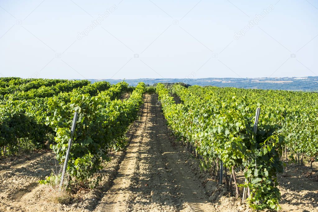 Vineyards during the summer in the wine region of Somontano denomination in the province of Huesca in Aragon Spain Europe