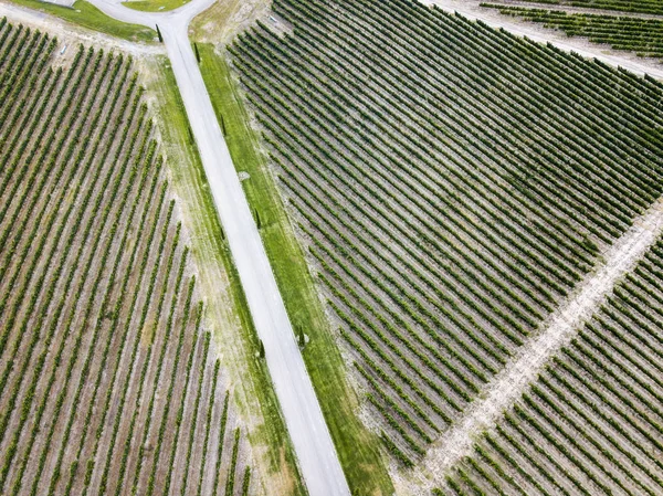 Flygfoto Över Vingårdarna Vinregionen Somontano Provinsen Huesca Spanien — Stockfoto