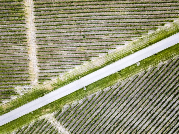 西班牙韦斯卡省 Somontano 葡萄酒区葡萄园鸟瞰图 — 图库照片