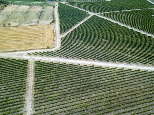 スペイン ウエスカで味わえ Somontano のワイン地方のブドウ畑の空撮 — ストック写真