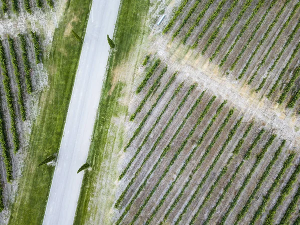 スペイン ウエスカで味わえ Somontano のワイン地方のブドウ畑の空撮 — ストック写真