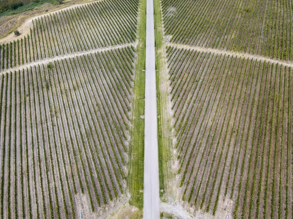 スペイン ウエスカで味わえ Somontano のワイン地方のブドウ畑の空撮 — ストック写真