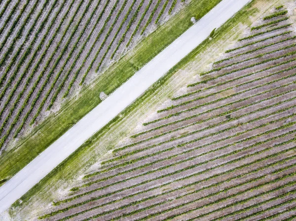 Letecký Pohled Vinicích Vinařské Oblasti Somontano Provincii Huesca Španělsku — Stock fotografie