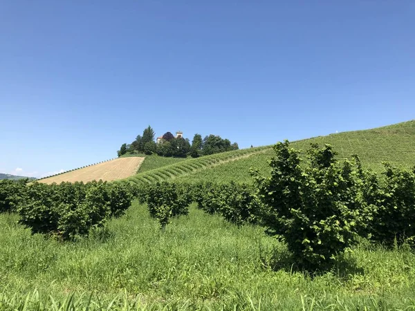 Хазельнат и виноградарство в Пьемонте, Италия . — стоковое фото
