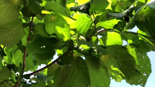 Hazelnut plantation in Ceretto, Piedmont, Italy — Stock Video