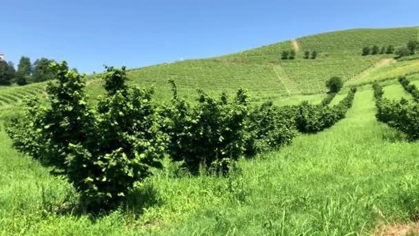 Pěstování lísky a víno Piemont, Itálie. — Stock video