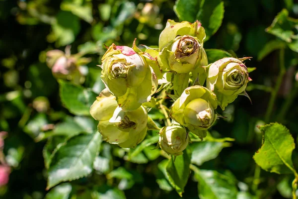 Vackra gröna rosor — Stockfoto