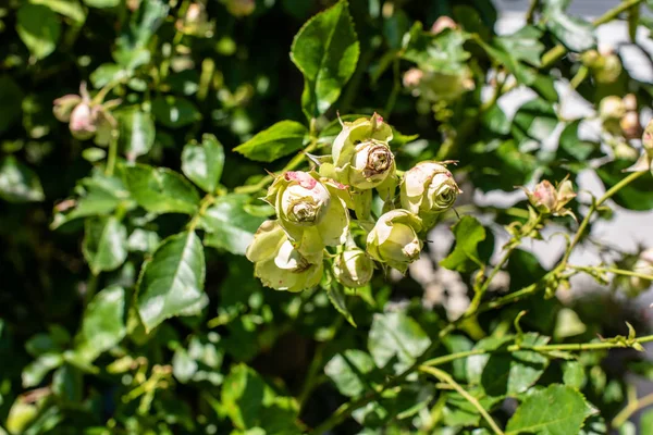 Mooie groene rozen — Stockfoto