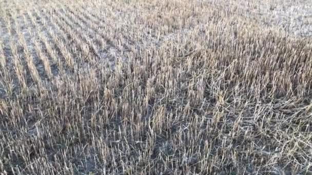 Puesta de sol sobre el campo de trigo recién cosechado — Vídeos de Stock