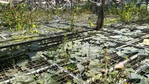 Gamla övergivna växthus — Stockvideo