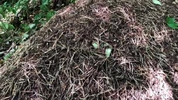 Myrstacken i en solig höst skog — Stockvideo