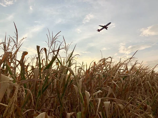 Airplane departing over dry cornfield — Stock Photo, Image