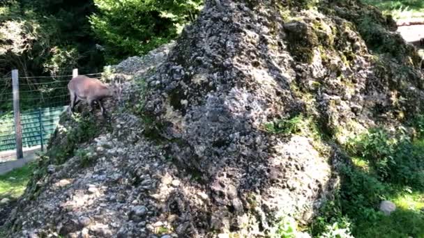 Roi Des Montagnes Jeune Bouquetin Alpin Capra Ibex Nourrit Sur — Video