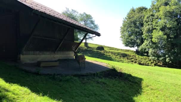 红鹿鹿在小屋里觅食 — 图库视频影像