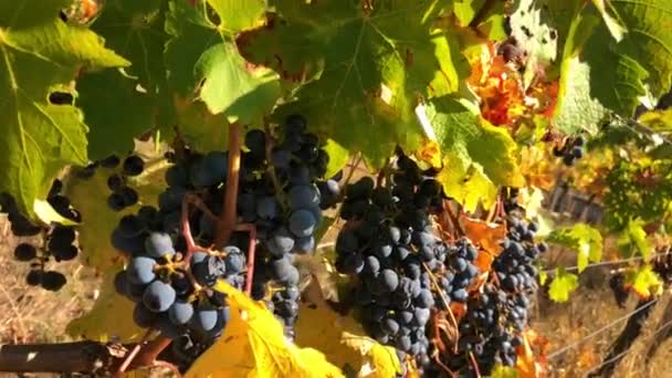 Uvas roxas ipe em uma videira no outono — Vídeo de Stock